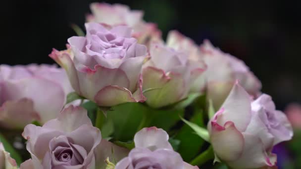 Florista Leva Uma Rosa Cor Lilás Vaso — Vídeo de Stock