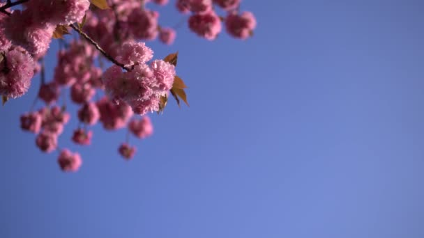 淡い桜の花が咲く — ストック動画