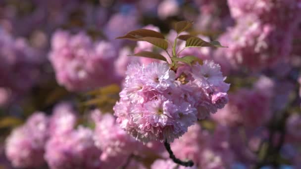 Japansk Körsbärsgren Med Blommande Blommor Suddig — Stockvideo