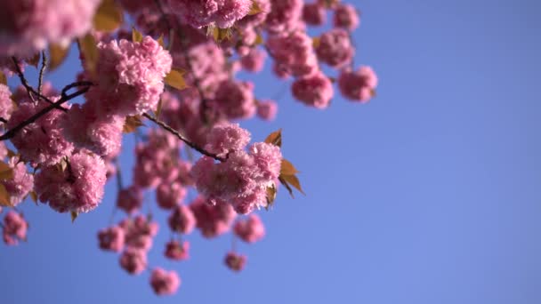 Blekrosa Körsbär Blommor Blommar — Stockvideo