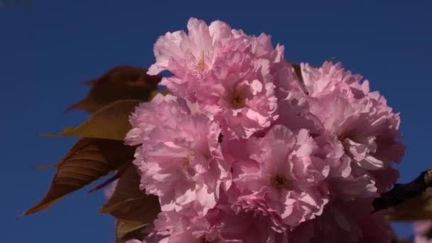 優しく冷たい春の風に圧倒される日本の桜 — ストック動画