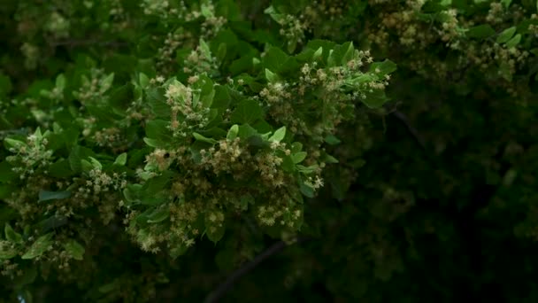 ティリア インデンの木の葉と風のある花 — ストック動画
