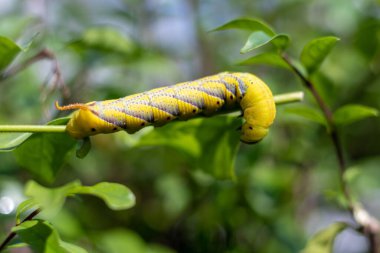 Tırtıl Jasmine çiçeğinde