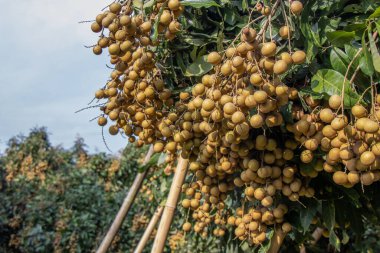 Longan çiftçileri ihracat için Longan ektiler.