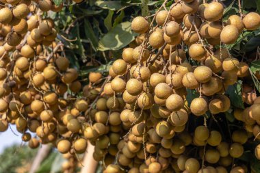 Longan çiftçileri ihracat için Longan ektiler.