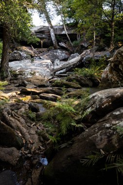Yaz ormanındaki şelale. O, suyu olmayan bir ağaç gibidir..