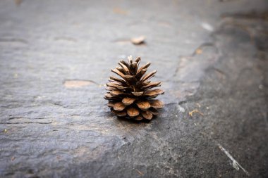 Yaz ormanında çam kozalakları taşın üstünde.