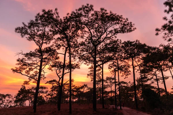 the tree in summer forest with sunset background.