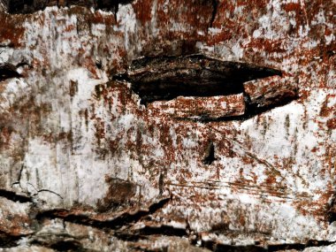 Yosun dolu ağaç kabuğu - arkaplan 