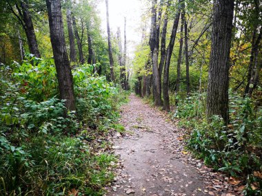 Ağaçların arasındaki patikada yürü.