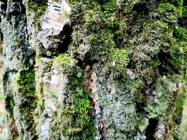 Stromový Kůra Mechem Pozadí — Stock fotografie