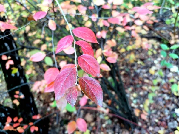 Herbstblätter Auf Einem Ast — Stockfoto