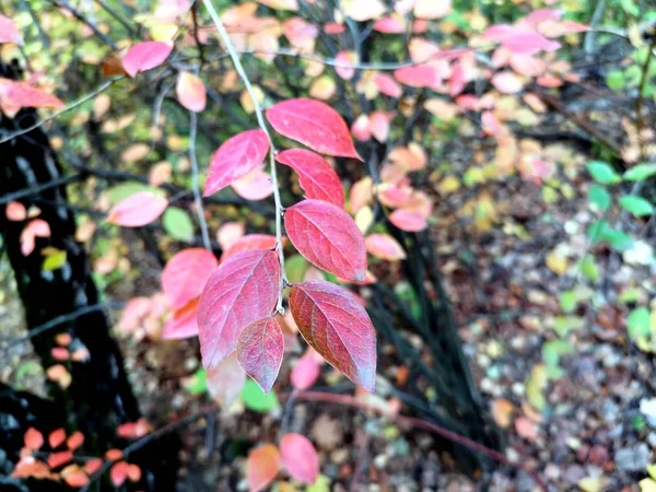 Herfst Bladeren Een Tak — Stockfoto