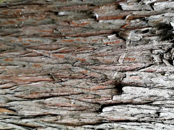 Arbre Brun Écorce Fond — Photo