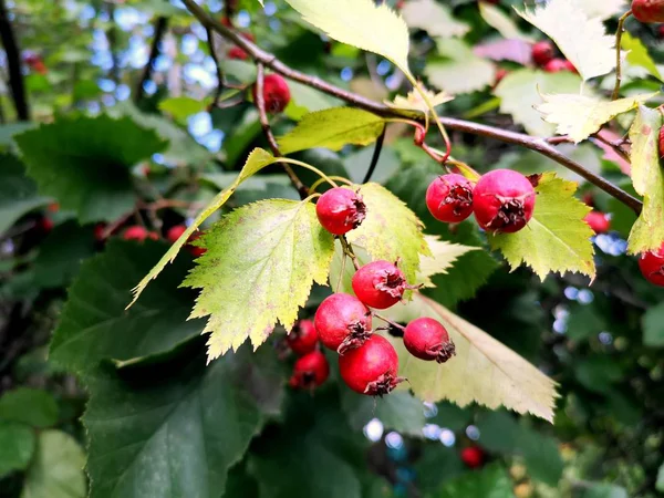 Rote Beeren Herbst Auf Einem Zweig — Stockfoto
