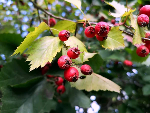 Las Bayas Rojas Otoño Rama —  Fotos de Stock