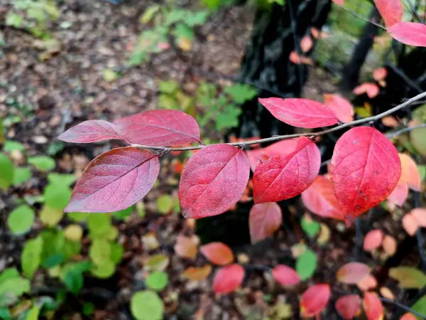 Herbstblätter Auf Einem Ast — Stockfoto