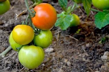 Arka planda toprak olan bir dalda yeşil, kırmızı ve sarı domatesler