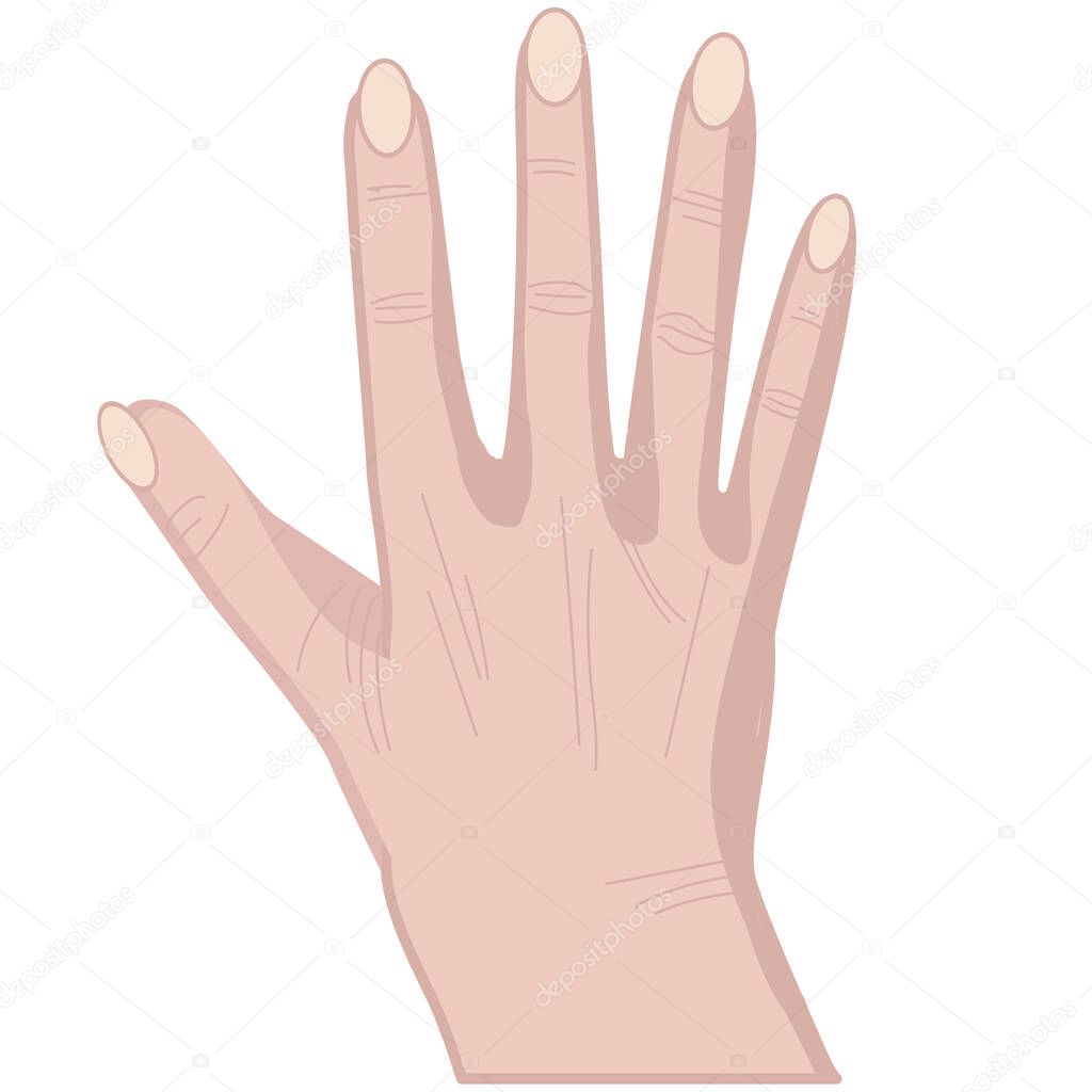 Hand showing Five sign with fingers up. Isolated vector illustration of human hand