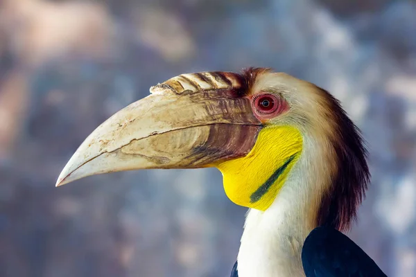 Портрет Птицы Наркондамского Рога Дикой Природе — стоковое фото