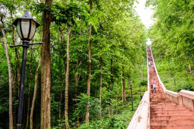 Doğadaki güzel ağaçlar