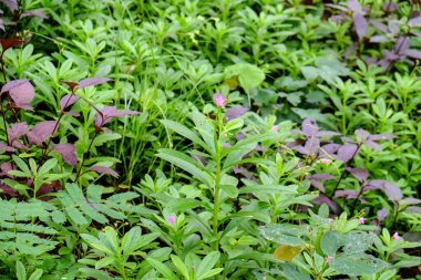 Doğadaki güzel ağaçlar