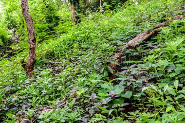 Doğadaki güzel ağaçlar