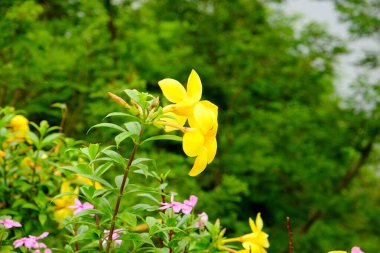 Yeşil arka planda sarı çiçek