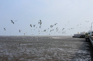 Bangpoo Samut Prakarn Tayland 'da mavi gökyüzü arka planında uçan martılar