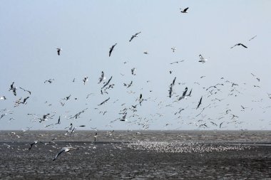 Bangpoo Samut Prakarn Tayland 'da mavi gökyüzü arka planında uçan martılar