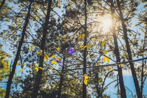 Natuur Bos Zon Helder Met Blauwe Lucht Achtergrond — Stockfoto