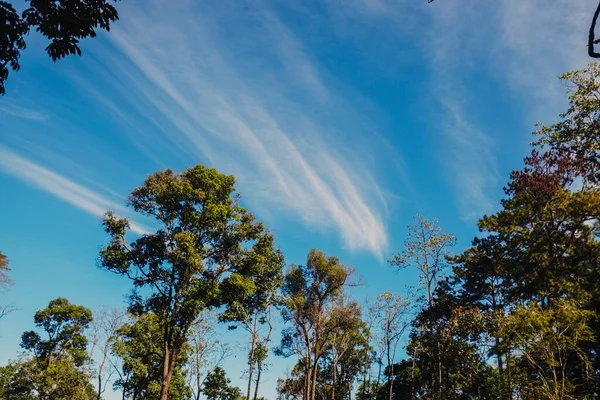 nature forest and sun bright with blue sky background