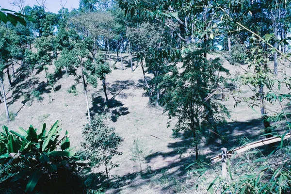 nature forest and sun bright with blue sky background