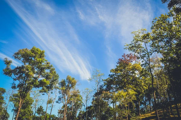 nature forest and sun bright with blue sky background