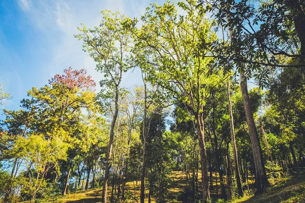 nature forest and sun bright with blue sky background