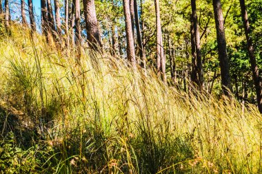 Ormandaki çimenlik alanda güneş ışığı var.