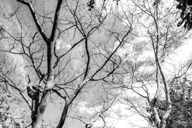 Gökyüzü arka planında yaprakları olmayan siyah beyaz ağaç