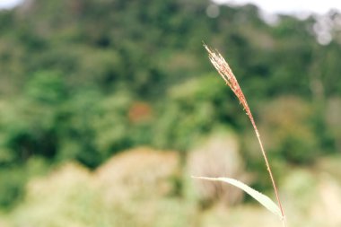 Çimen çiçeği doğa orman arka planında