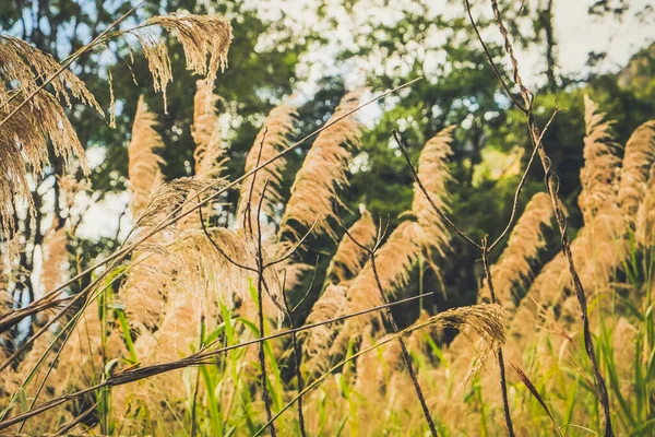 grass flower with nature forest background