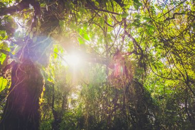 Arkası aydınlanmış doğa ormanı