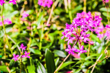 Bahçe arka planında güzel bir çiçek