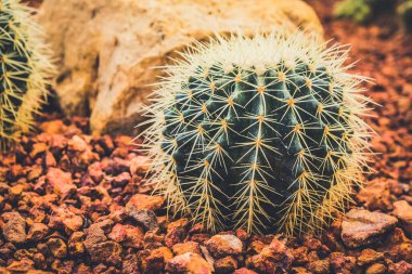 Kaktüs tarım bahçesinde, toprak arka planda.