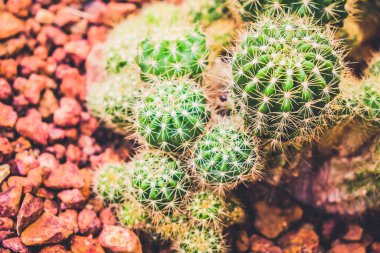Kaktüs tarım bahçesinde, toprak arka planda.