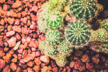 Kaktüs tarım bahçesinde, toprak arka planda.