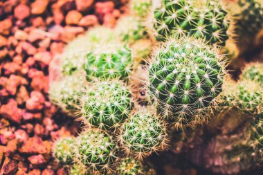 Kaktüs tarım bahçesinde, toprak arka planda.
