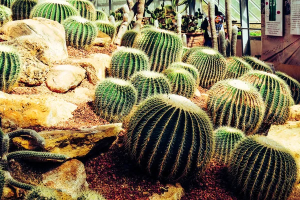 Cactus Farming Garden Soil Background — Stock Photo, Image