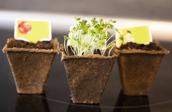 Primo Piano Germogli Rucola Verde Vasi Torba — Foto Stock