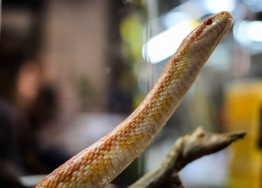 Mısır Yılanı kafası cam akvaryumda