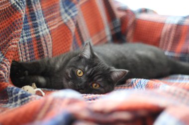 İngiliz kısaltması Gri Kedi yalan söylüyor