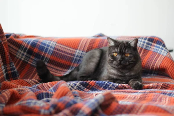 British Shorthair Gray Cat Lying — Stock Photo, Image